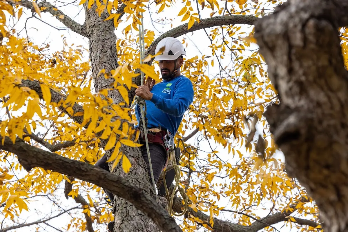 Skilled Storm Damage Cleanup crew working in Plainview